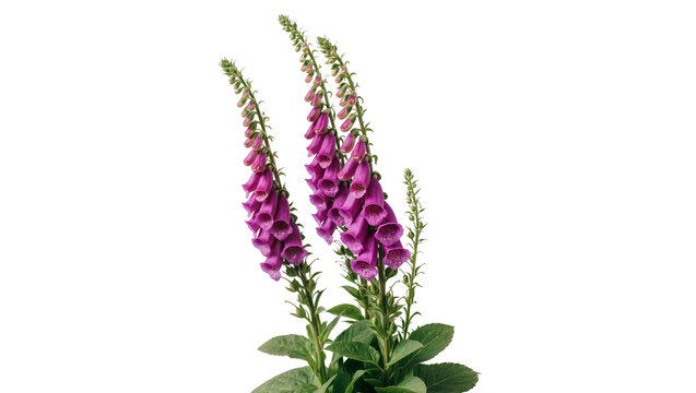Isolated vibrant purple foxglove flowers, tall spires of beautiful blossoms and lush green foliage