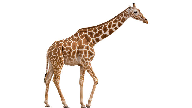 Isolated graceful giraffe walking in profile, majestic long-necked African savanna animal