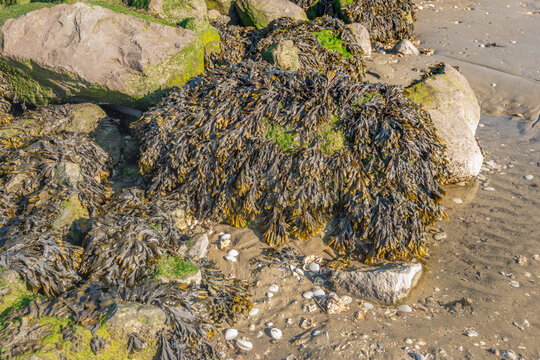 Bladderwrack seaweed growing on rough stones on the Dutch North Sea beach at low tide.