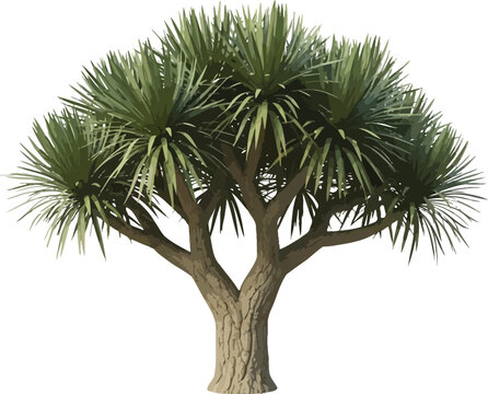 Isolated mature dracaena draco tree specimen features a thick textured trunk branching out into dense tufts of long spiky green leaves perfect for architectural visualization projects