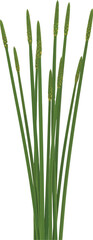 Fototapeta premium Tall slender green rushes with small yellow flower spikes standing upright against a clean white background isolated element for design work