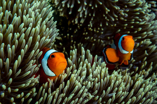 Two Western clown anemonefish (Amphiprion ocellaris) among tentacles of Magnificent sea anemone (Heteractis magnifica) host, Bunaken National Park, North Sulawesi, Indonesia, Pacific Ocean. 