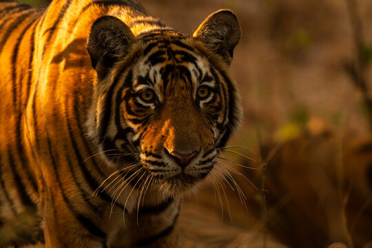 Bengal tiger (Panthera tigris tigris) sub-adult, portrait, Ranthambhore, Rajasthan, India. Endangered. 
