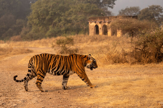 Bengal tiger (Panthera tigris tigris) sub adult walking in front of old temple, Ranthambhore, Rajasthan, India. Endangered. 