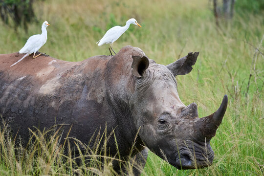 White rhinoceros (Ceratotherium simum) male, standing in grassland with two Cattle egrets (Bubulcus ibis) perched on its back, Akagera National Park, Rwanda. 
