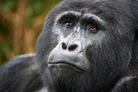Mountain gorilla (Gorilla beringei beringei) silverback male, head portrait, Bwindi Impenetrable Forest National Park, Uganda. Endangered. 
