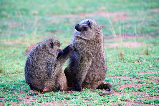 Two Olive baboons (Papio anubis) grooming. Akagera National Park, Rwanda. 
