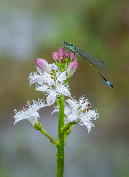 Blue-tailed damselfly (Ischnura elegans) male, resting on Bog bean (Menyanthes trifoliata) flower, Montiaghs Moss SAC, County Antrim, Northern Ireland, UK. May. 