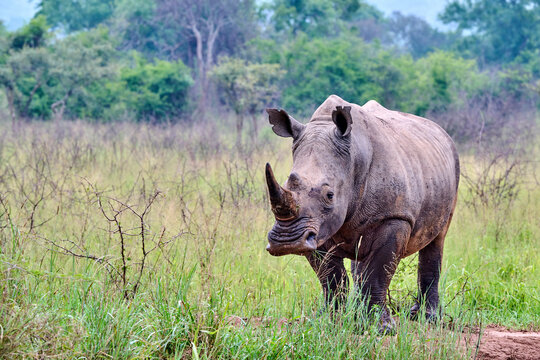 White rhinoceros (Ceratotherium simum) male, portrait, Akagera National Park, Rwanda. 
