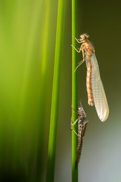 Azure damselfly (Coenagrion puella) with exuvia, newly emerged and drying out, Broxwater, North Cornwall, England, UK. May. 