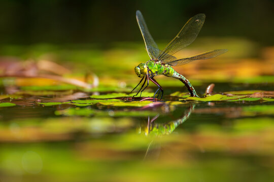 Emperor dragonfly (Anax imperator) female, ovipositing in pond, Cornwall, England, UK. July. 