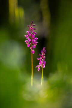 Purple orchids (Orchis mascula) in flower, Broxwater, Cornwall, England, UK. April. 
