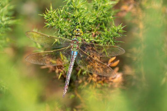 Emperor dragonfly (Anax imperator) resting on gorse, Meeth Quarry, Devon, England, UK. August. 