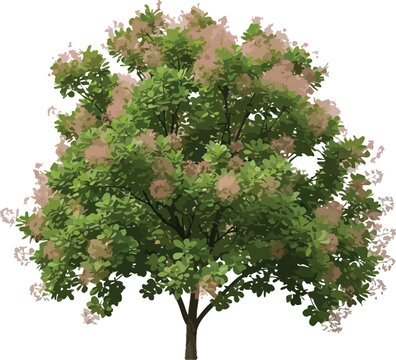 Beautifully rendered cotinus coggygria shrub tree featuring delicate pinkish purple smoke like flower plumes and vibrant green foliage isolated on white background