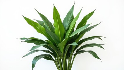 Fototapeta premium tropical leaves foliage plant bush floral arrangement isolated on white background nature concept of botanical design, interior decoration, garden styling