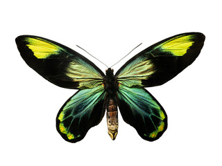 butterfly Ornithoptera priamus isolated on white background © fotomaster