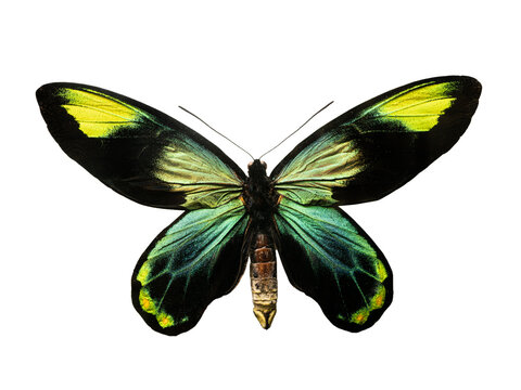 butterfly Ornithoptera priamus isolated on white background