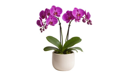 Isolated elegant blooming magenta pink orchid plant in modern ceramic pot with green leaves © Patricia