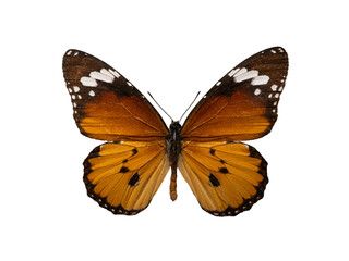  butterfly Plain Tiger isolated on white background