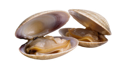Isolated close up of two delicious cooked clams with shells, fresh seafood on display © Pablo