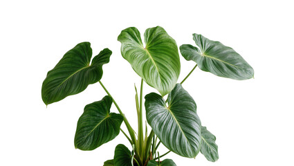 Isolated Philodendron plant with large vibrant green leaves, a beautiful tropical houseplant © Pablo