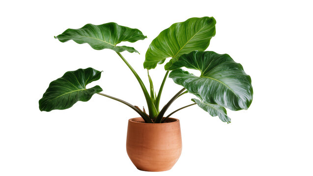 Isolated large leafy green tropical houseplant in a terracotta pot, beautiful indoor decor