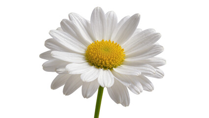 Naklejka premium Isolated white daisy flower with yellow center and green stem, symbolizing freshness and nature