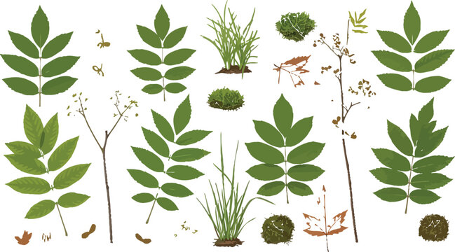 Assortment of vibrant green rowan leaves delicate flower clusters winged seeds dried maple foliage and tufts of moss illustrating seasonal botanical elements