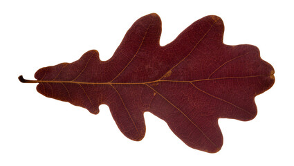 Fototapeta premium Isolated colorful autumnal oak leaf, showcasing natural fall season beauty and texture.