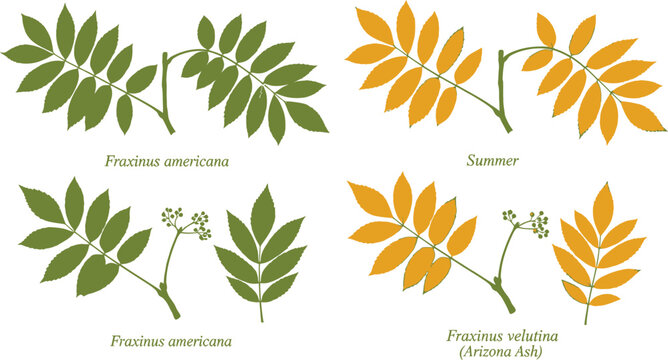 Botanical illustration comparing the seasonal leaf color variations and distinct characteristics of Fraxinus americana and Fraxinus velutina Arizona Ash specimens