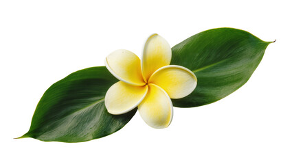 Isolated vibrant tropical plumeria flower on fresh green leaves, summer vacation theme