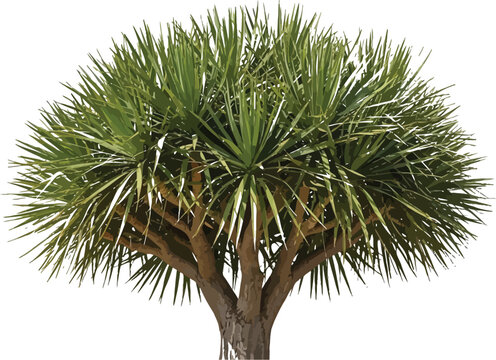 Isolated dracaena draco tree specimen featuring a dense crown of spiky green leaves and a rugged multi-trunk structure against a transparent background for easy compositing.