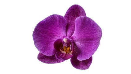 Obraz premium Isolated vibrant purple orchid flower with delicate petals and exotic details, fresh bloom.