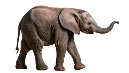 Isolated baby elephant calf walking, a sweet young African mammal with wrinkled skin