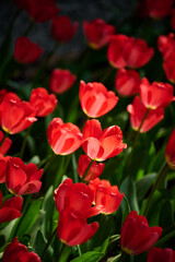 Fototapeta premium Blooming Red Tulips Field with Soft Bokeh Background, Spring Concept