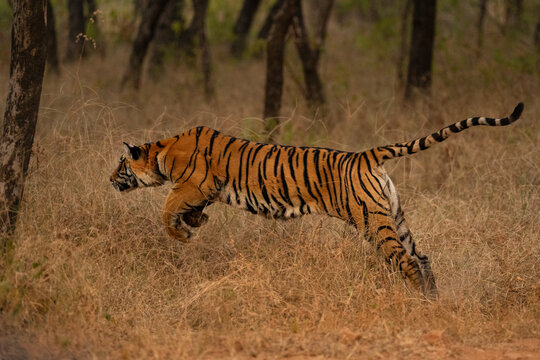 Bengal tiger (Panthera tigris tigris) sub-adult chasing deer
Ranthambhore, Rajasthan, India. Endangered. 