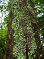 Obraz premium Forest with beautiful trees on the Azore Islands