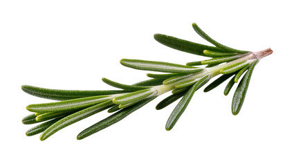 Fototapeta premium Isolated fresh fragrant rosemary herb sprig a popular ingredient for cooking and garnishing