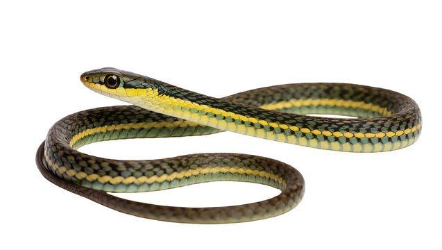 Isolated vibrant green and yellow striped garter snake with dark markings coiled on clean studio surface