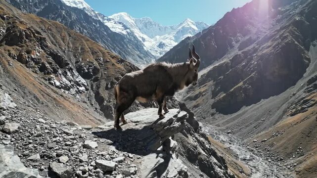 Markhor with Majestic Spiraling Horns Stands on Rocky Mountain Ledge