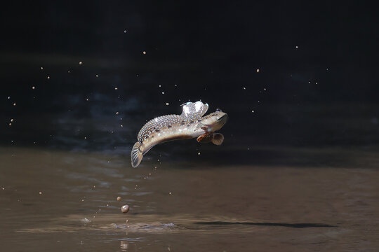 A mudskipper is jumping out of a mud puddle in the mangrove forest.