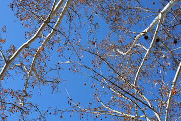 Obraz premium Bare plane tree branches with seed balls against blue sky
