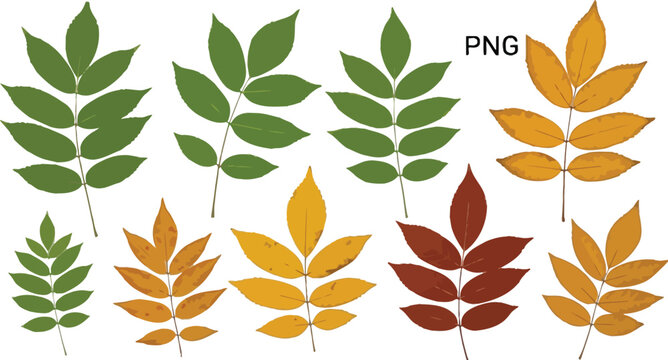Collection of isolated compound leaves displaying vibrant seasonal color changes from summer green to rich autumn golds and deep burgundy red tones