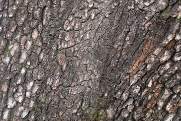 Fototapeta premium Rough tree bark texture pattern close up