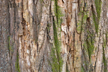 Obraz premium Tree bark texture with green moss growing on trunk