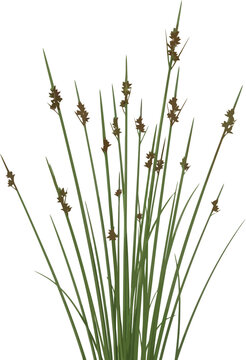 Detailed rendering of a cluster of tall green rushes featuring small brown seed heads isolated against a pure white background for versatile design use.