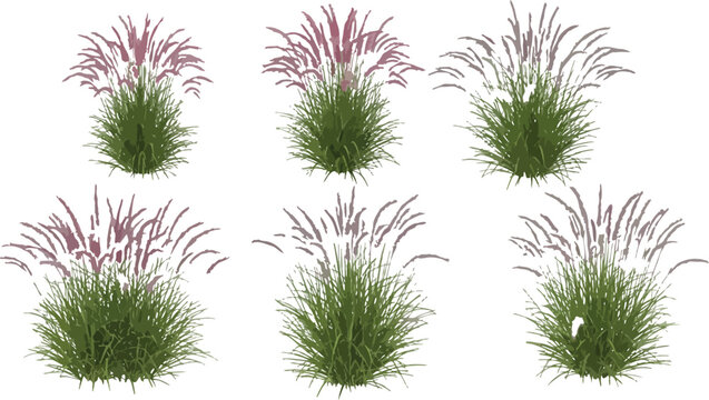 Collection of six realistic ornamental purple fountain grass plants isolated on a transparent background perfect for landscape design visualization projects