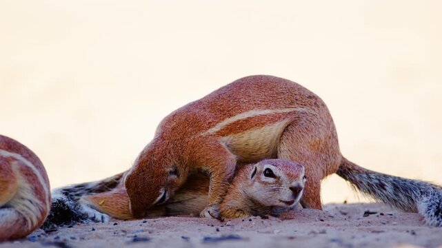 south African ground squirrel (Geosciurus inauris) sitting on top of each other and playing.
