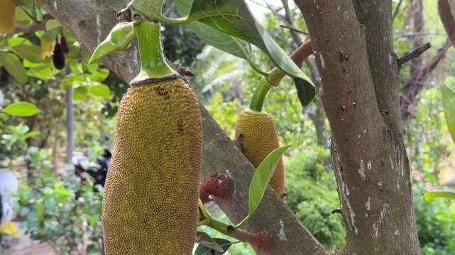 Long unripe jackfruit hangs close to the trunk with scattered trees and open orchard space creating a calm tropical cultivation environment. Tropical farming.