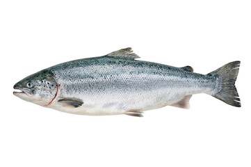 Obraz premium Fresh salmon fish whole raw seafood isolated on transparent background